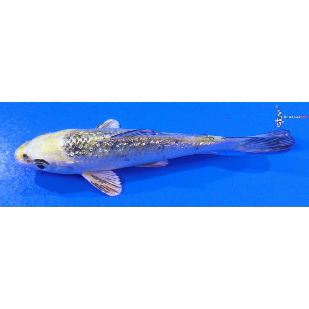 4” Imported Gin Rin Yamato Nishiki