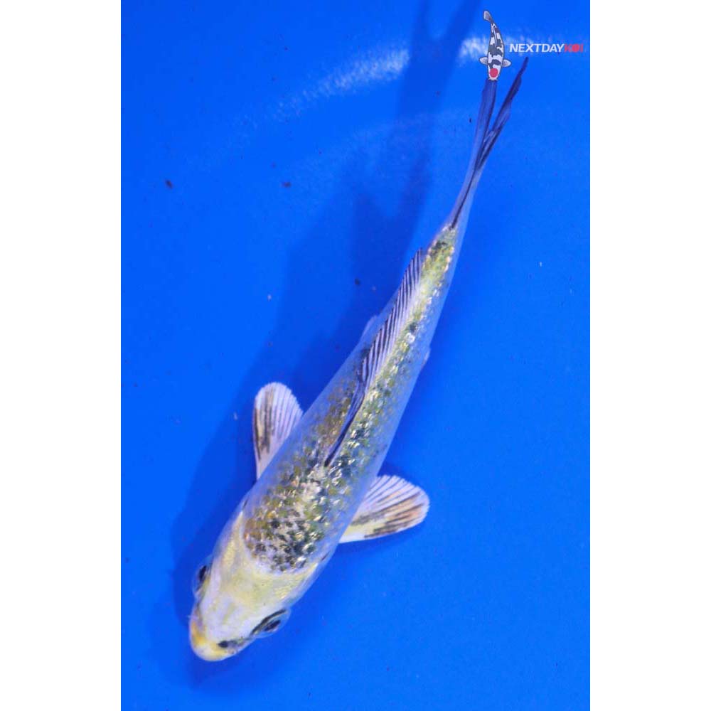 4” Imported Gin Rin Yamato Nishiki