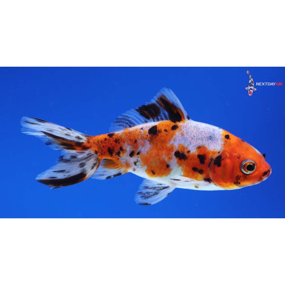3.5” Imported Calico Wakin