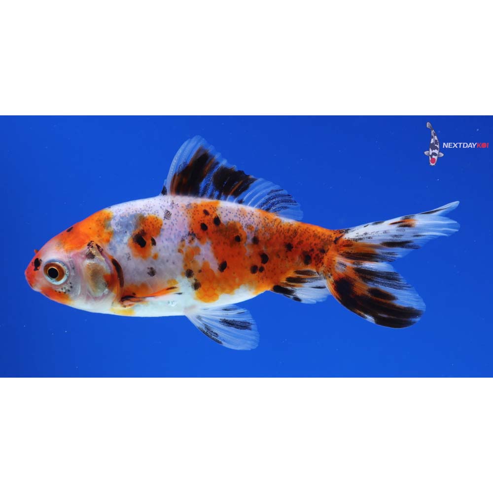 3.5” Imported Calico Wakin