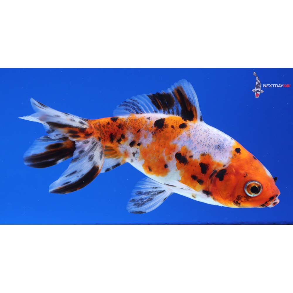 3.5” Imported Calico Wakin