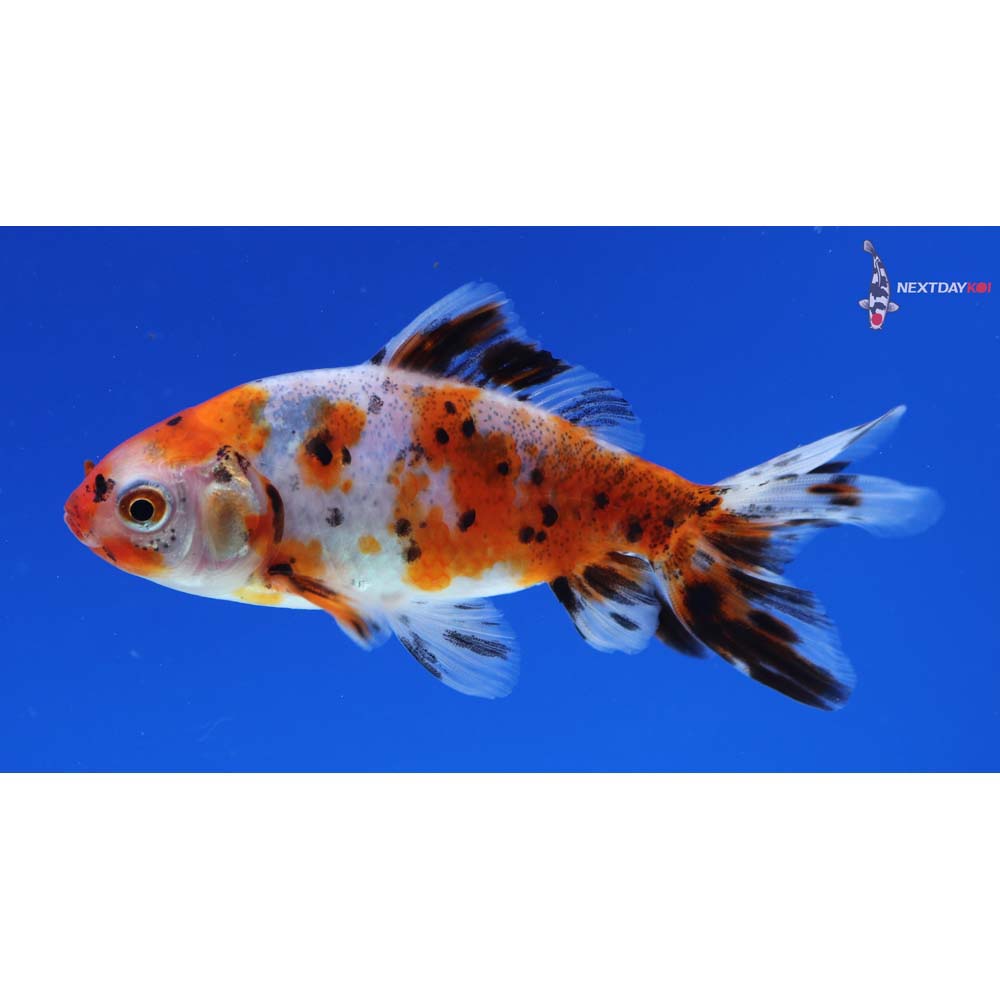 3.5” Imported Calico Wakin