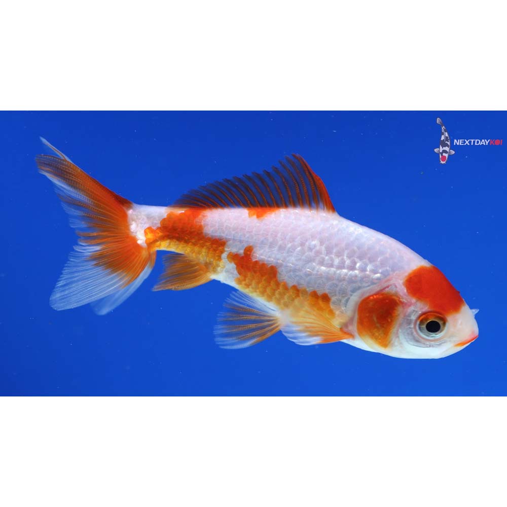 4” Imported Red and White Wakin