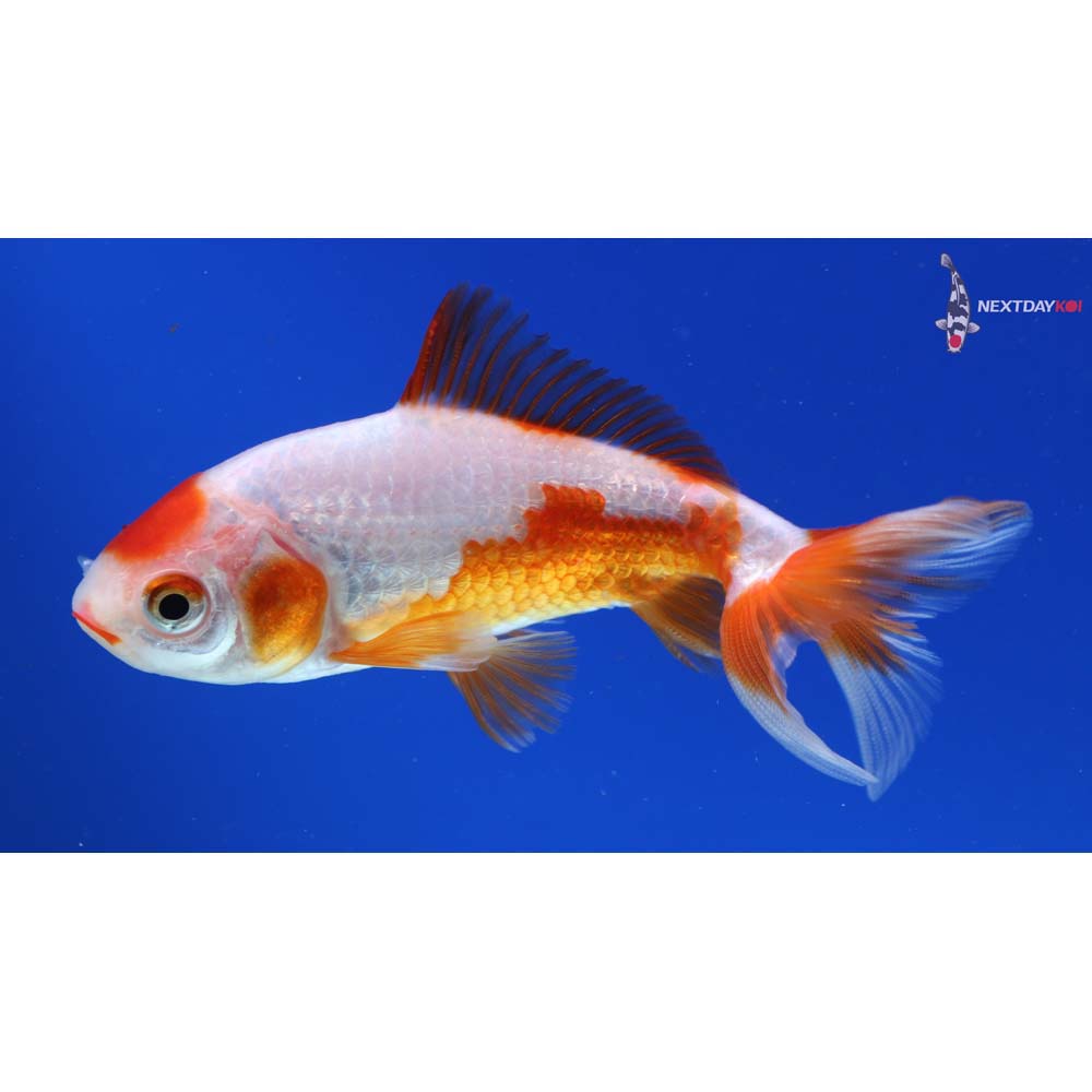 4” Imported Red and White Wakin