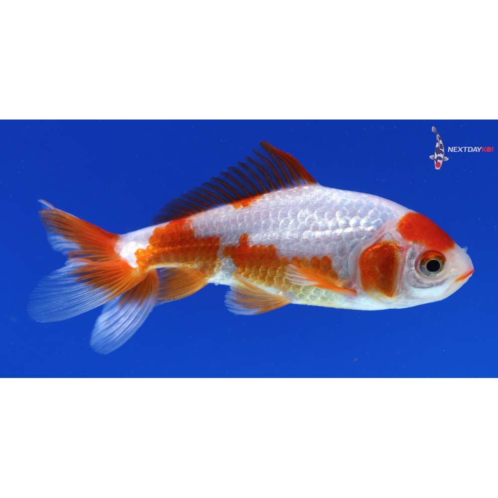 4” Imported Red and White Wakin