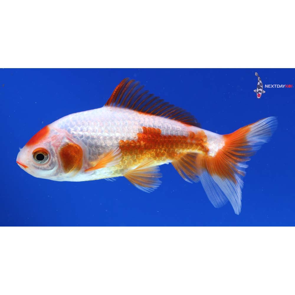 4” Imported Red and White Wakin