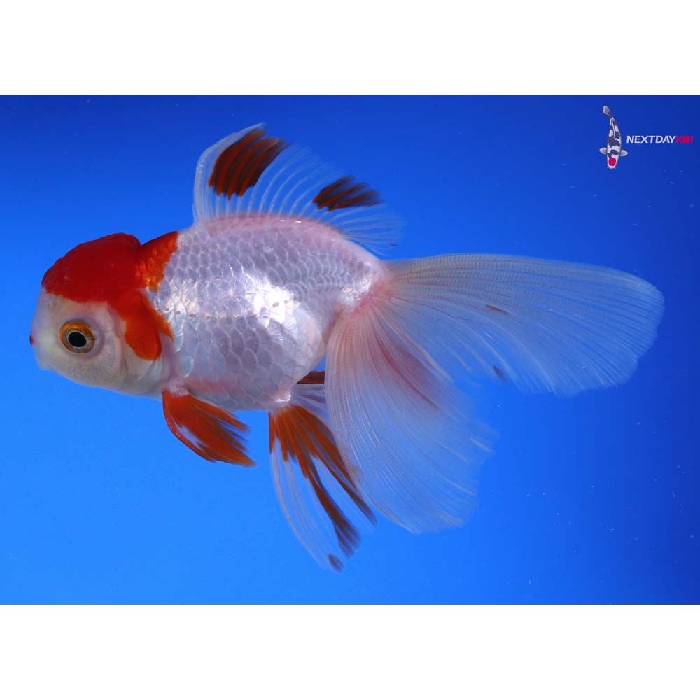 4” Imported Red and White Oranda