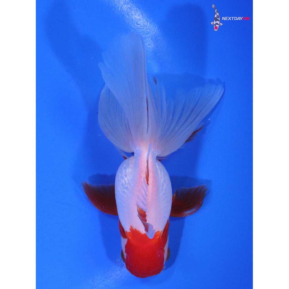 4” Imported Red and White Oranda
