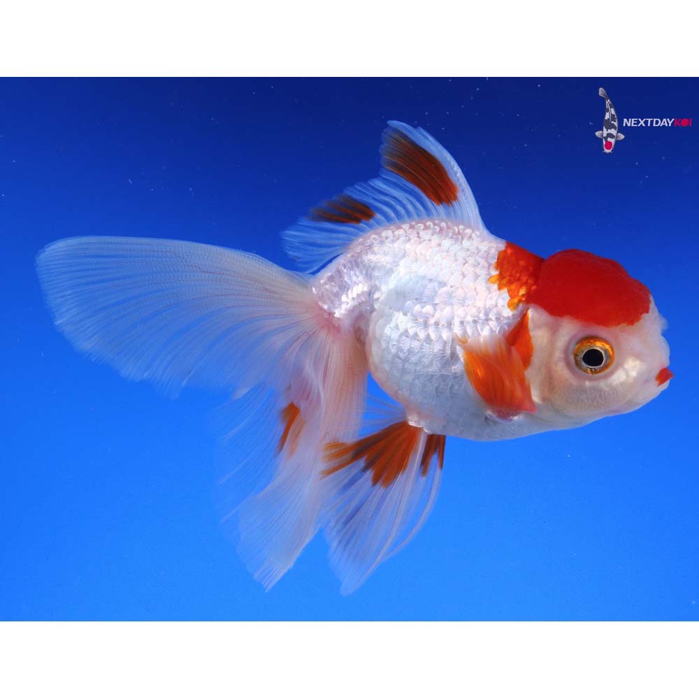 4” Imported Red and White Oranda