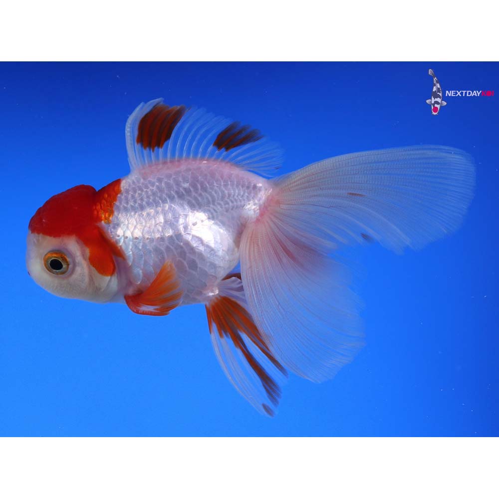 4” Imported Red and White Oranda