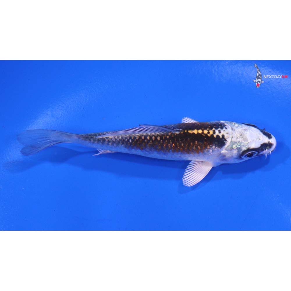 3.5” Imported Kujaku
