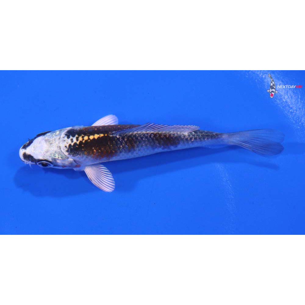 3.5” Imported Kujaku