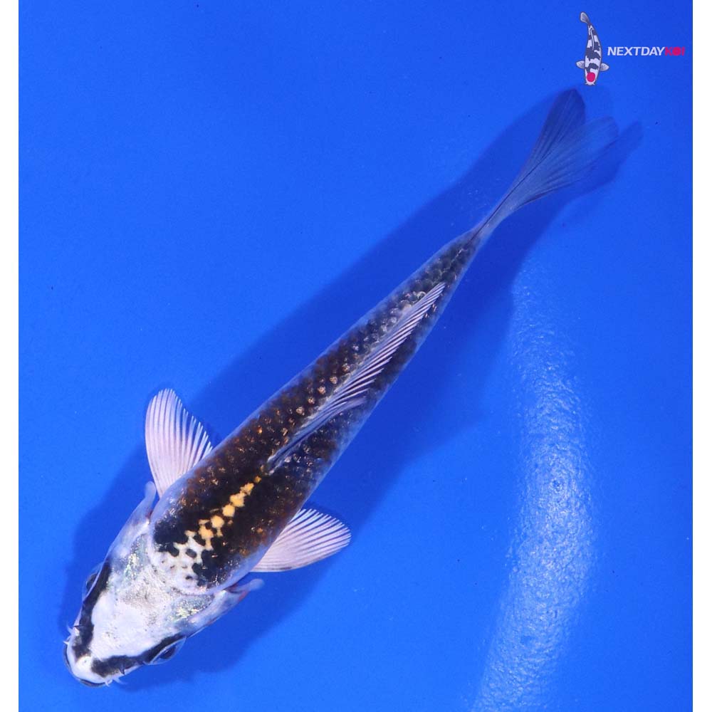 3.5” Imported Kujaku