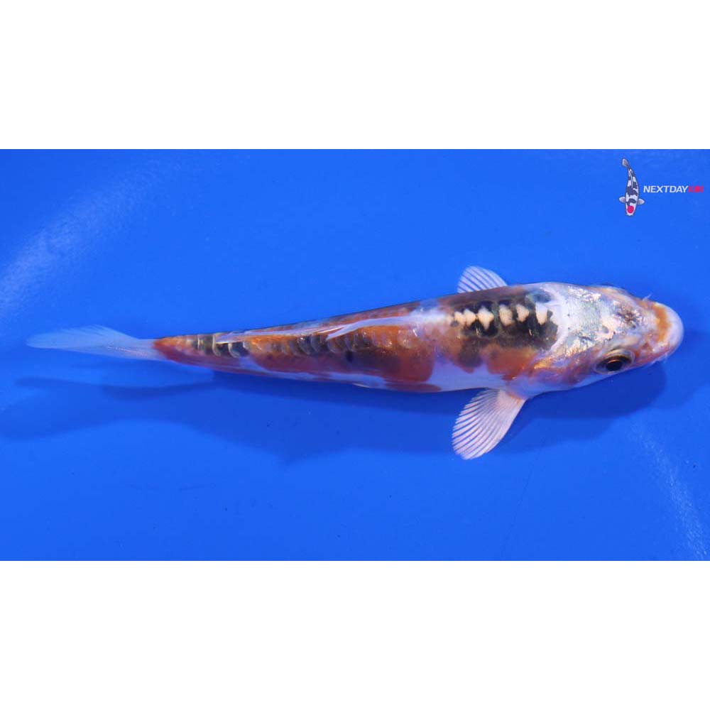 3.5” Imported Doitsu Kujaku