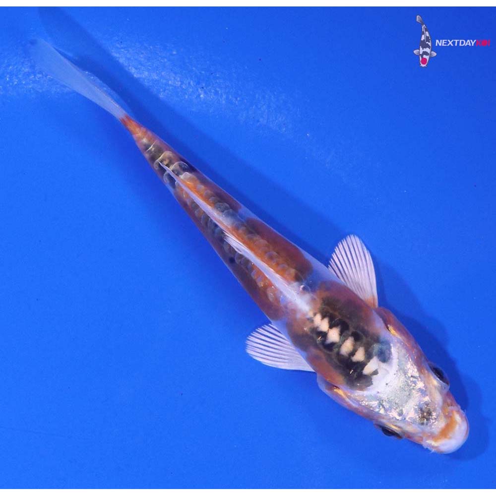 3.5” Imported Doitsu Kujaku