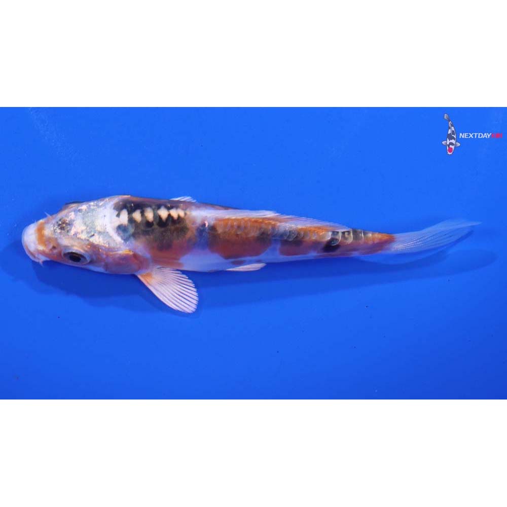 3.5” Imported Doitsu Kujaku