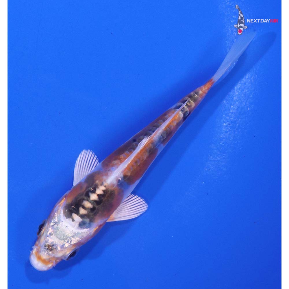 3.5” Imported Doitsu Kujaku