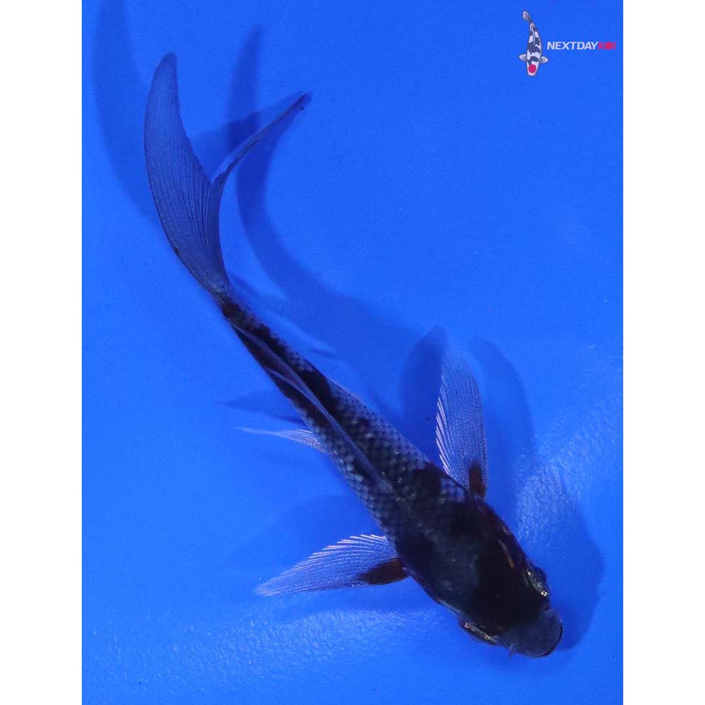 3” Imported Ochiba Shigure Butterfly Koi