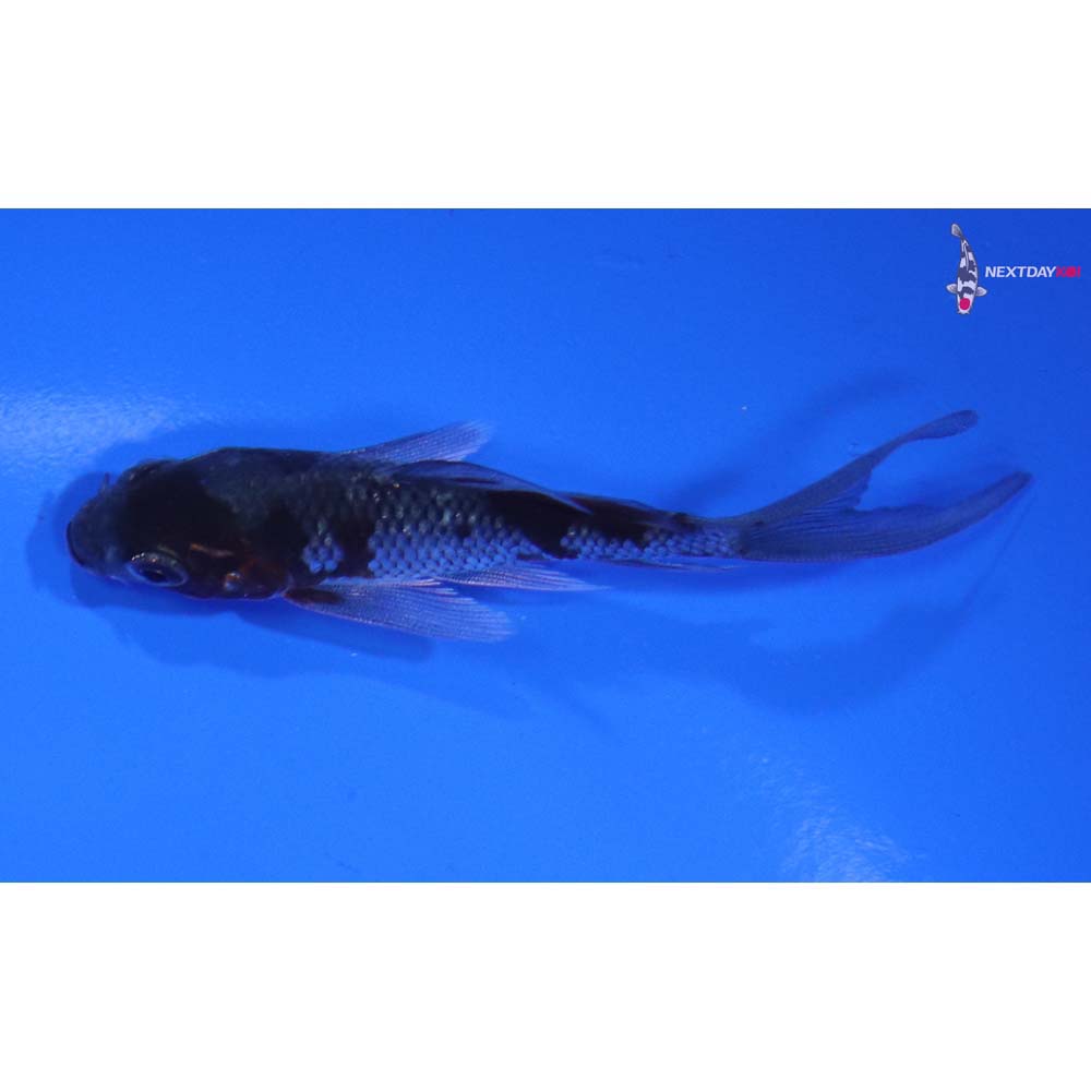 3” Imported Ochiba Shigure Butterfly Koi