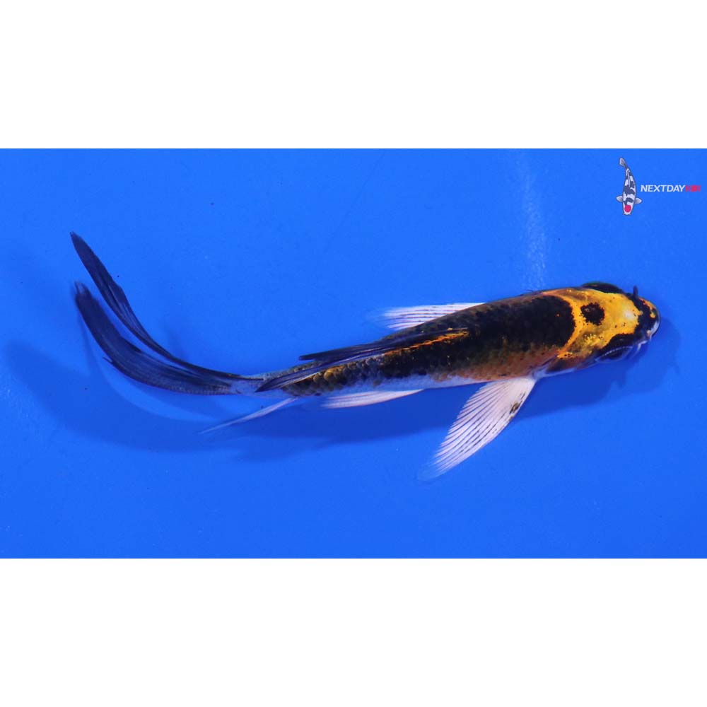 3.5” Imported Kujaku Butterfly Koi