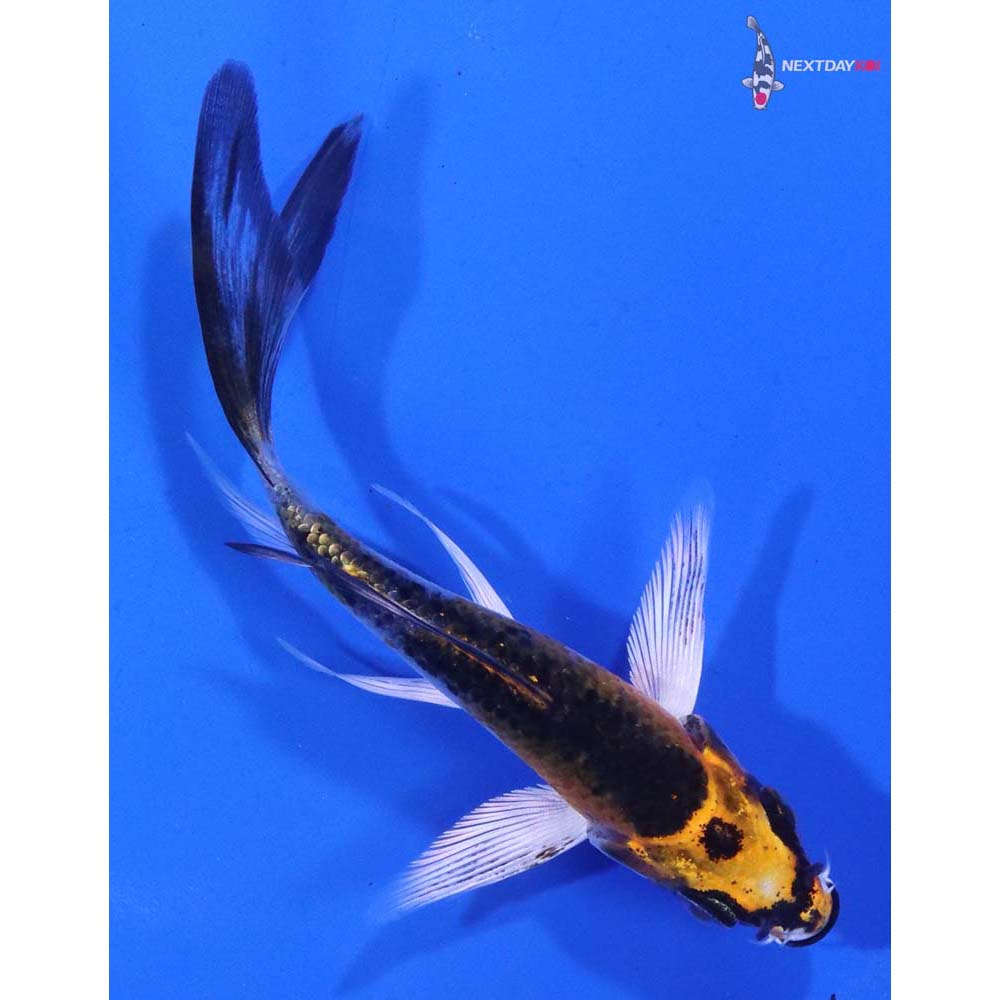 3.5” Imported Kujaku Butterfly Koi
