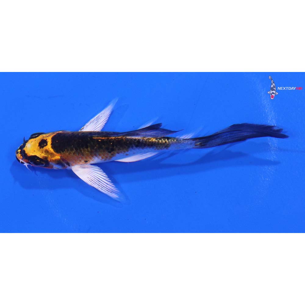 3.5” Imported Kujaku Butterfly Koi