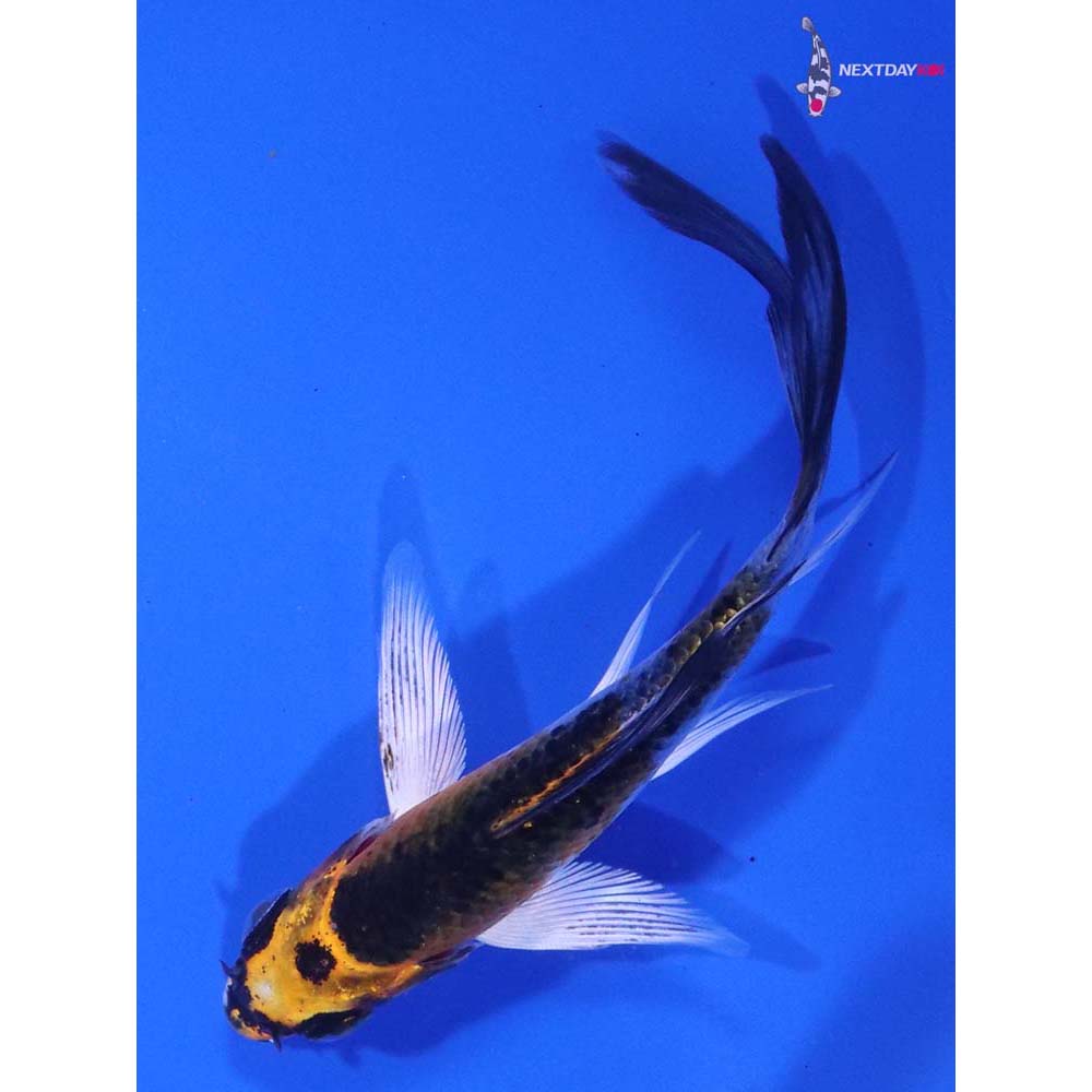 3.5” Imported Kujaku Butterfly Koi