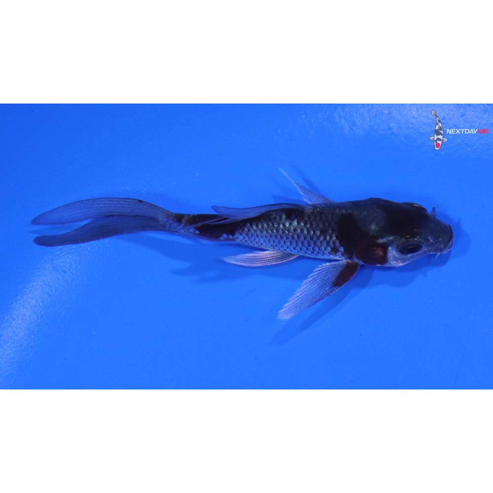 3” Imported Ochiba Shigure Butterfly Koi