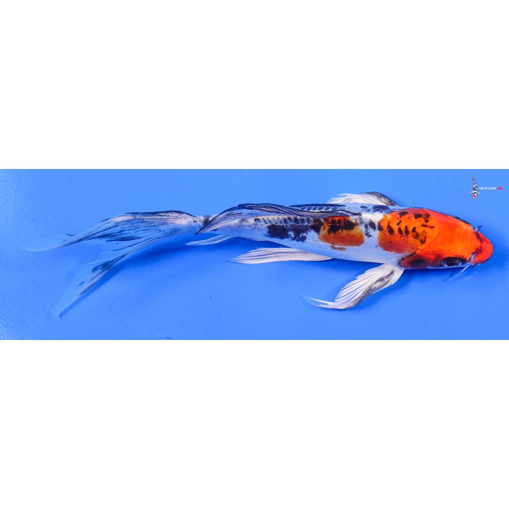 8” Imported Doitsu Kujaku Butterfly Koi