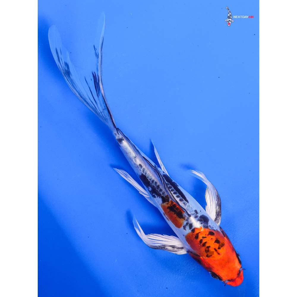 8” Imported Doitsu Kujaku Butterfly Koi