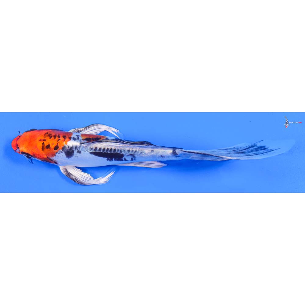 8” Imported Doitsu Kujaku Butterfly Koi