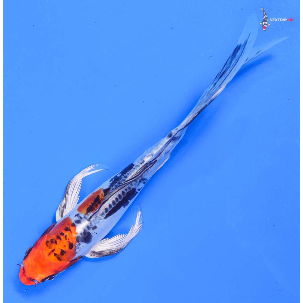 8” Imported Doitsu Kujaku Butterfly Koi