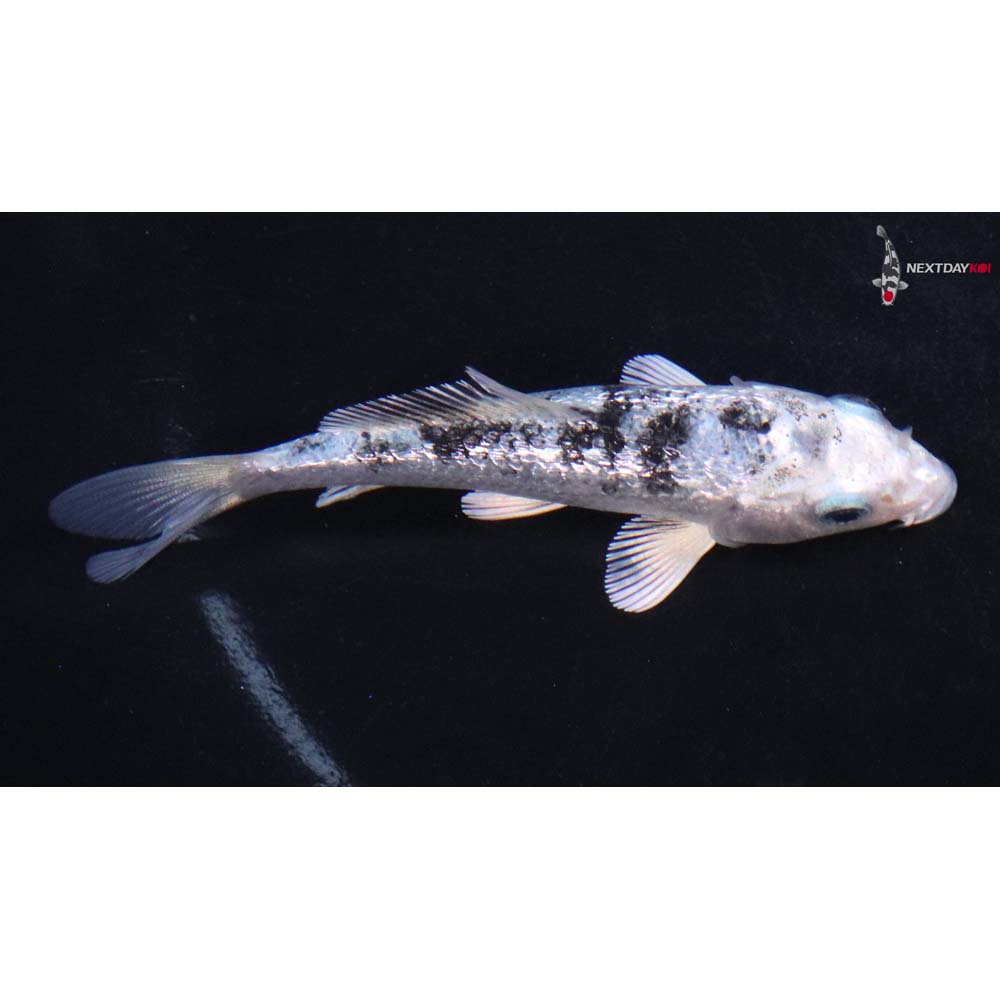 3.5” Imported Gin Rin Gin Shiro Bekko