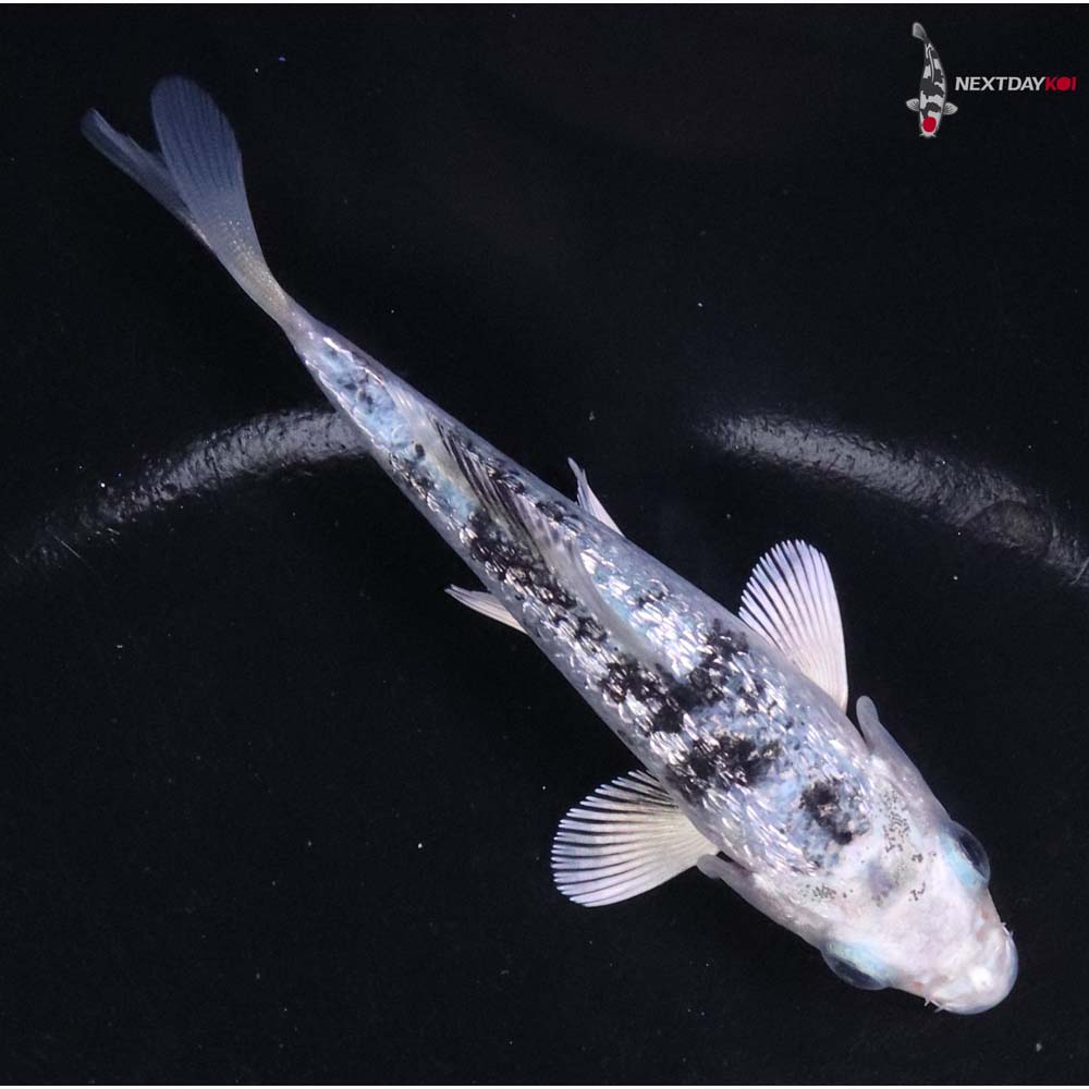 3.5” Imported Gin Rin Gin Shiro Bekko