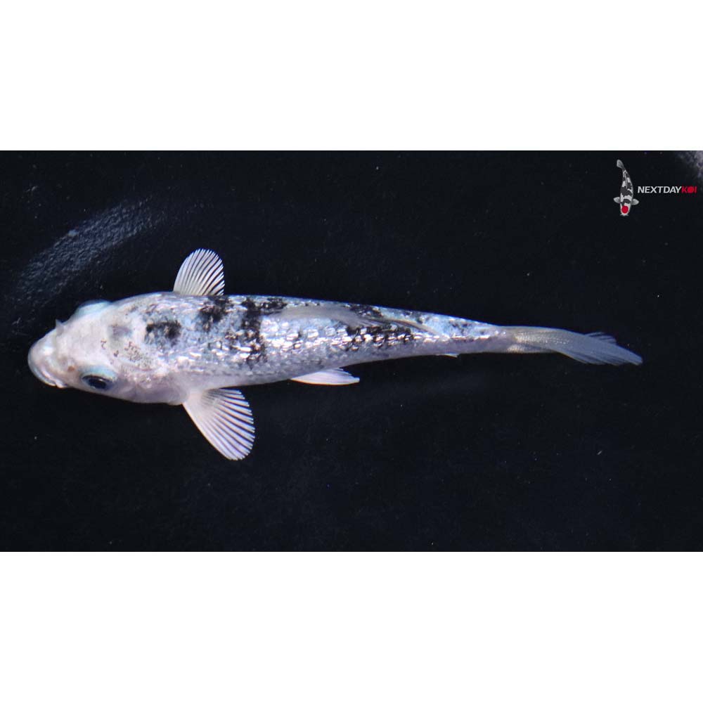 3.5” Imported Gin Rin Gin Shiro Bekko