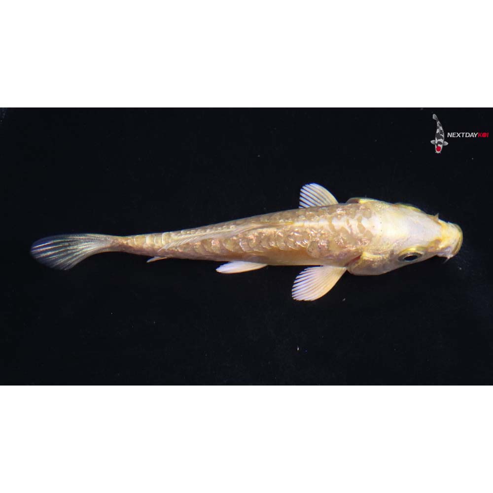 3.5” Imported Doitsu Gin Rin Yamabuki Ogon