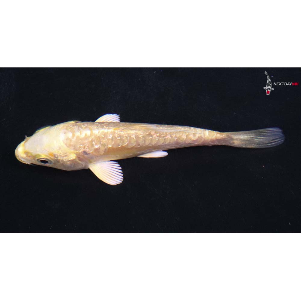 3.5” Imported Doitsu Gin Rin Yamabuki Ogon