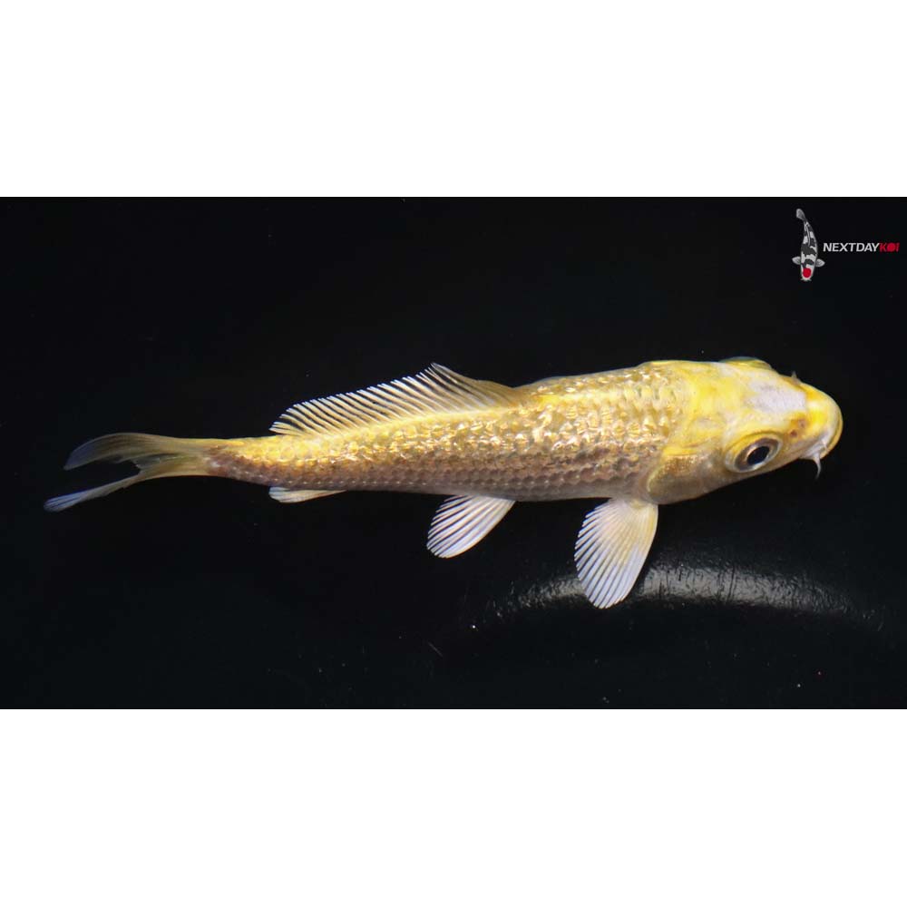 4” Imported Gin Rin Yamabuki Ogon