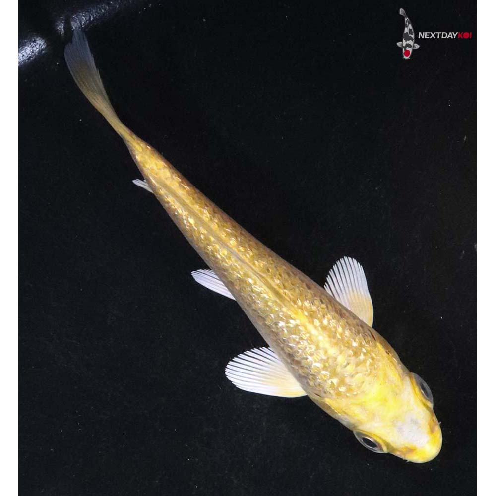 4” Imported Gin Rin Yamabuki Ogon