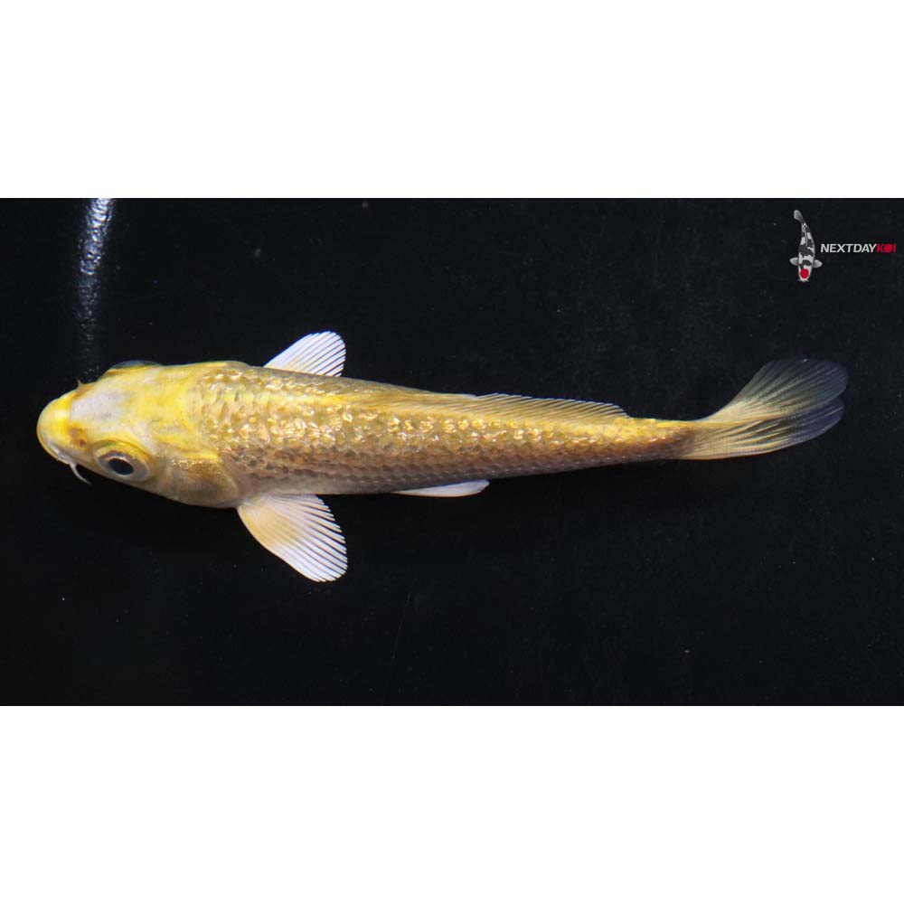 4” Imported Gin Rin Yamabuki Ogon