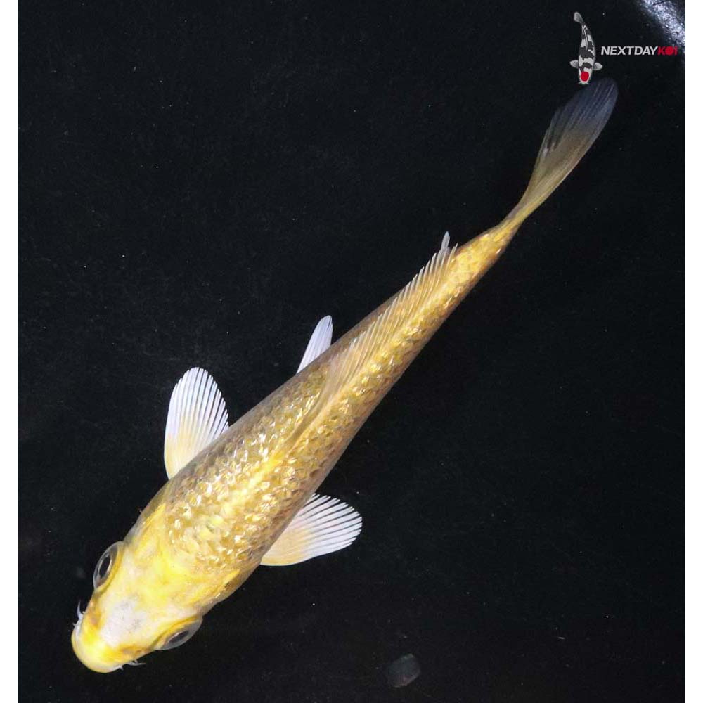 4” Imported Gin Rin Yamabuki Ogon