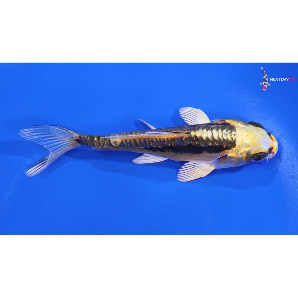 4” Imported Kin Kikokuryu