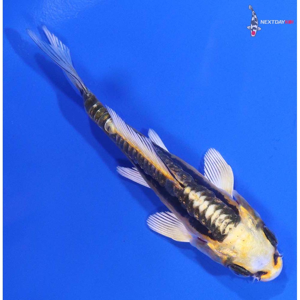 4” Imported Kin Kikokuryu