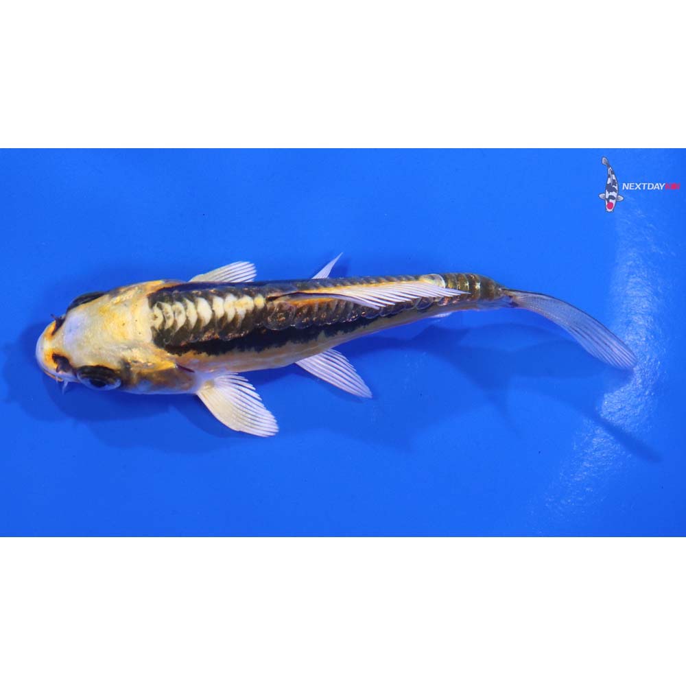 4” Imported Kin Kikokuryu
