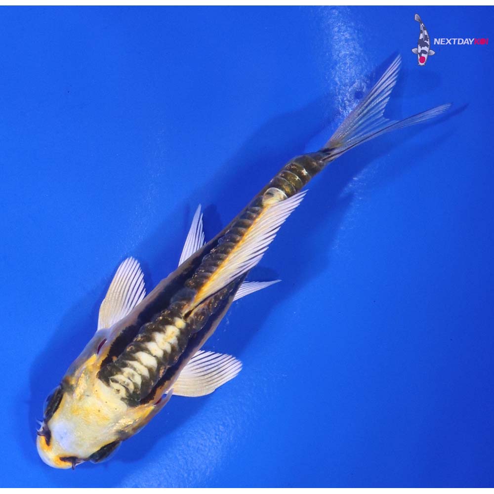 4” Imported Kin Kikokuryu