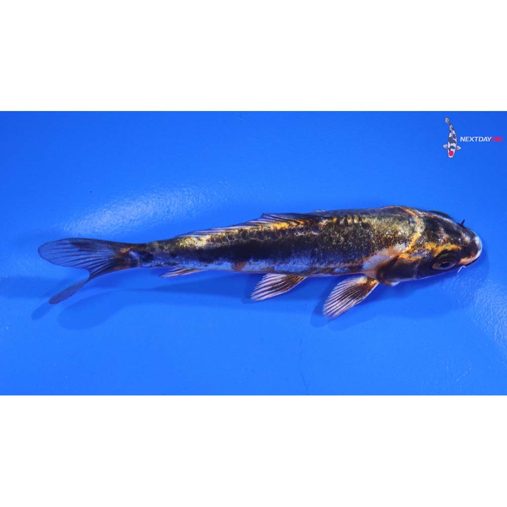 4” Imported Kin Kikokuryu
