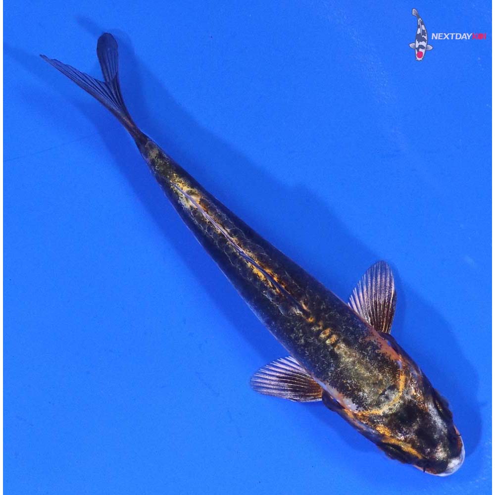 4” Imported Kin Kikokuryu