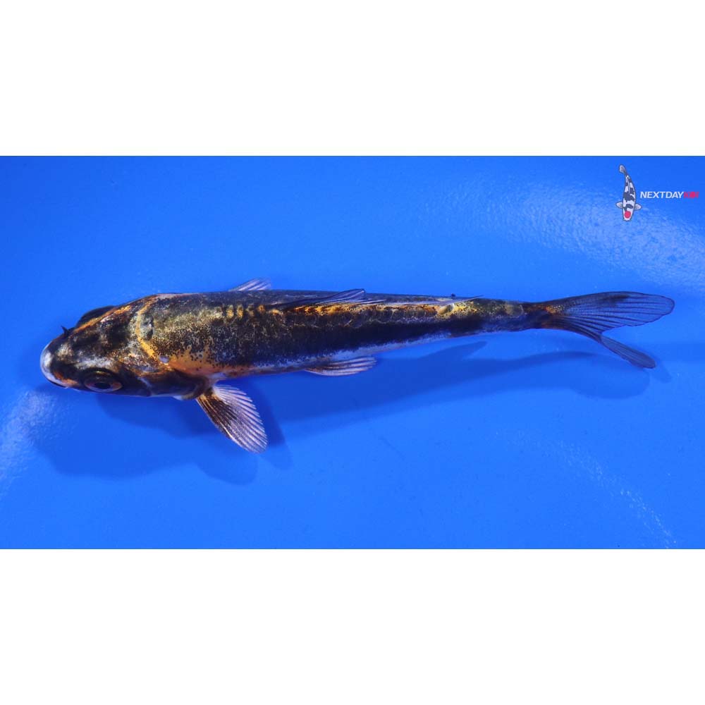 4” Imported Kin Kikokuryu