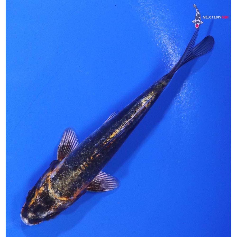 4” Imported Kin Kikokuryu