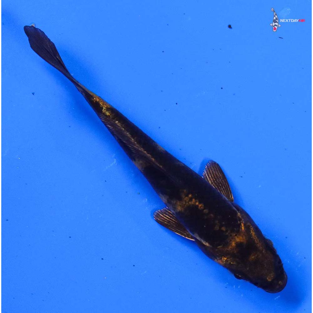 4” Imported Kin Hi Utsuri